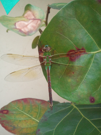 Dragonfly 2012-02-09 10.17.44