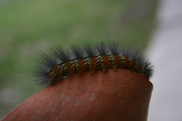 Caterpillar 4_10_10 (5)