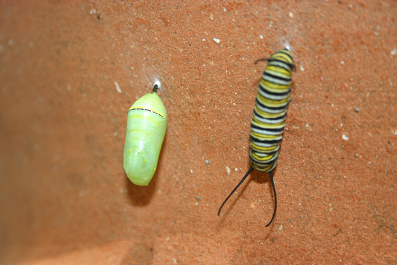 Monarch Caterpillar 5_10 (64)