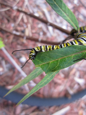 Monarch Caterpillar 5_10 (16)