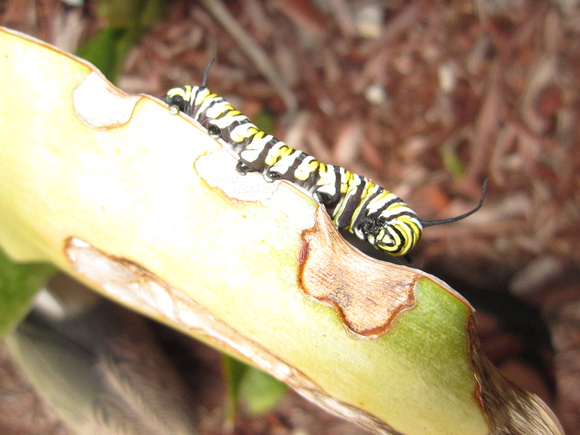 Monarch Caterpillar 5_10 (22)