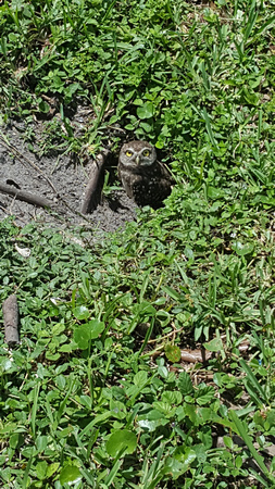 Burrowing Owl 6_17_17 (3)
