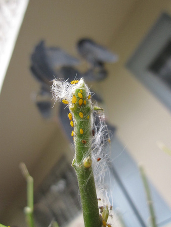 Monarch Caterpillar 5_10 (48)