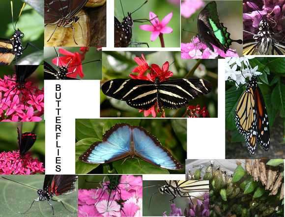 Butterflies copy