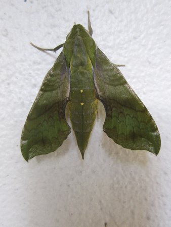 Moth 3_8_13 (2)
