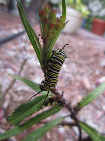 Monarch Caterpillar 5_10 (15)