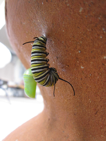 Monarch Caterpillar 5_10 (31)