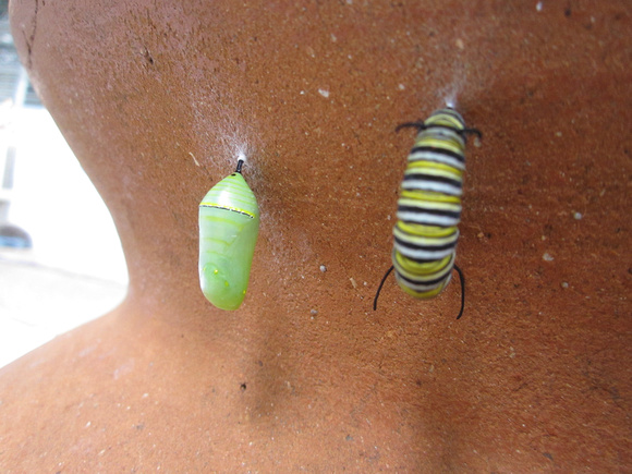 Monarch Caterpillar 5_10 (37)