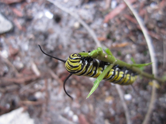 Monarch Caterpillar 5_10 (19)