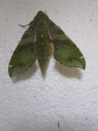 Moth 3_8_13 (6)
