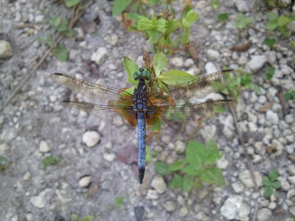 Blue Dasher Dragonfly 9_16_11 (3)