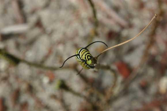Monarch Caterpillar 5_10 (51)