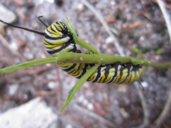 Monarch Caterpillar 5_10 (2)