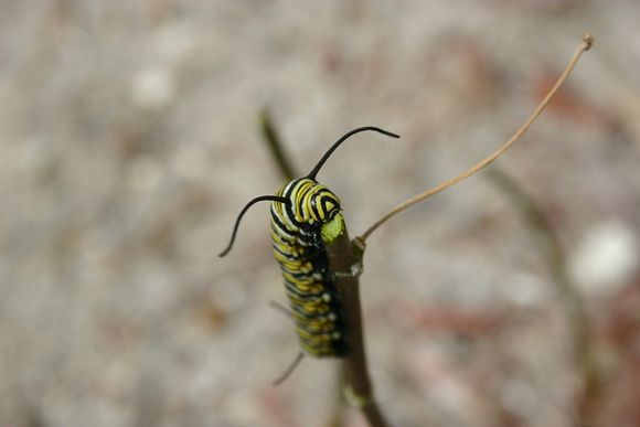 Monarch Caterpillar 5_10 (53)