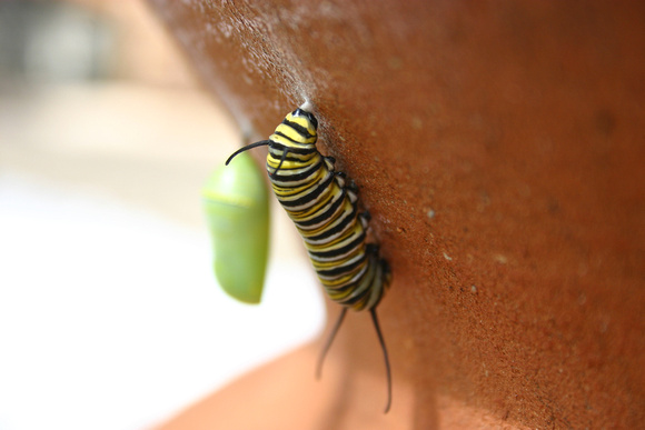 Monarch Caterpillar 5_10 (55)