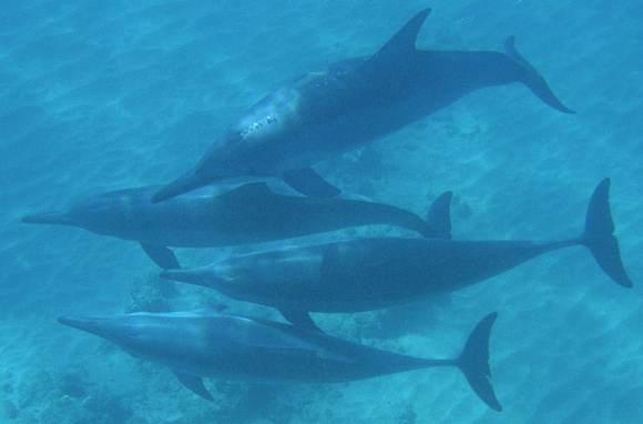 dolphins upclose