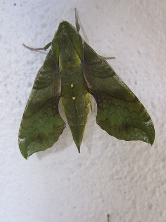 Moth 3_8_13 (8)