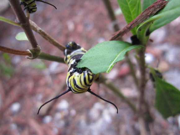 Monarch Caterpillar 5_10 (6)