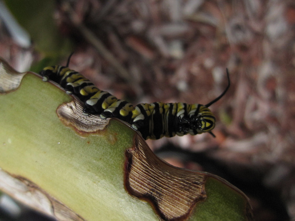 Monarch Caterpillar 5_10 (21)