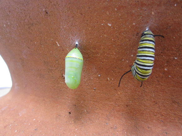 Monarch Caterpillar 5_10 (38)