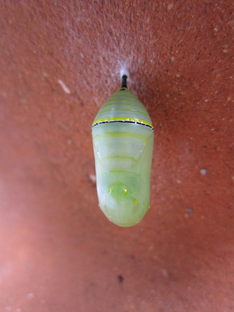 Monarch Caterpillar 5_10 (34)