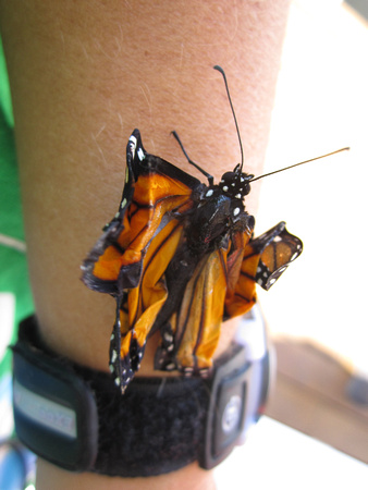 Monarch deformed (14)