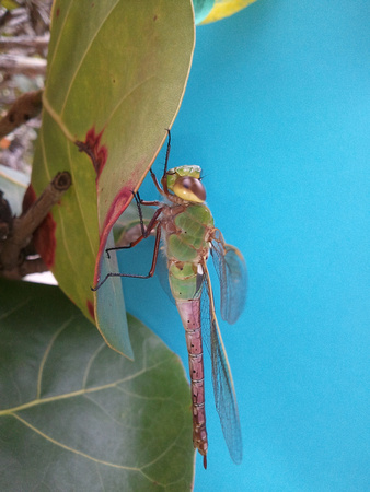 Dragonfly 2012-02-09 15.39.55
