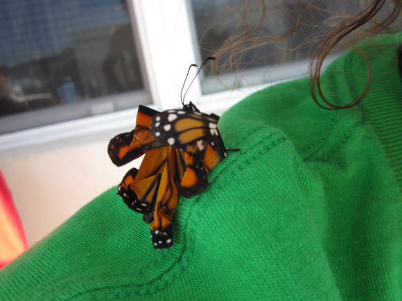 Monarch deformed (2)