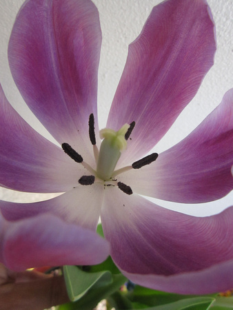 Tulip (7)