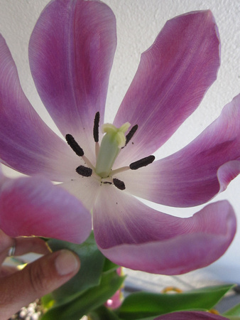 Tulip (6)