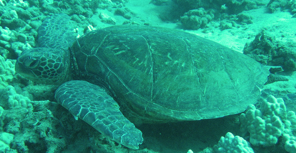 sea turtle upclose