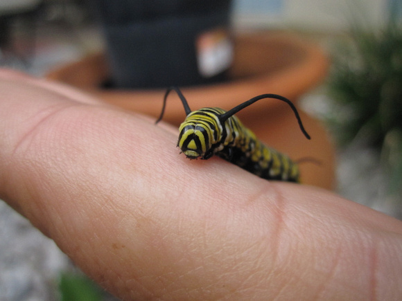 Monarch Caterpillar 5_10 (42)