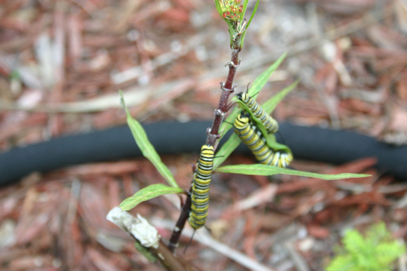 Monarch Caterpillar 5_10 (69)