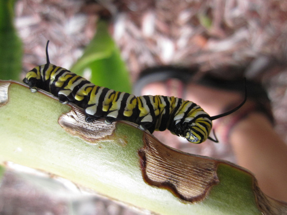 Monarch Caterpillar 5_10 (23)