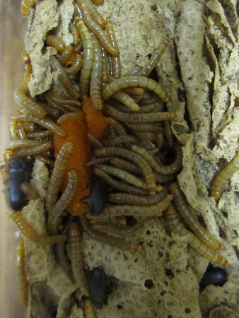 Mealworms 8_16_10 (2)
