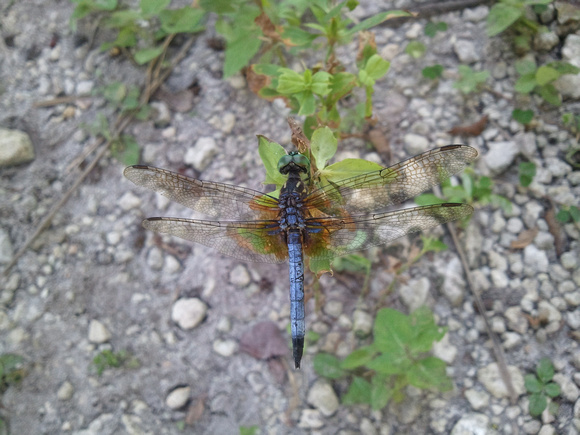 Blue Dasher Dragonfly 9_16_11 (2)