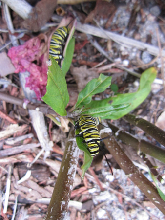 Monarch Caterpillar 5_10 (14)