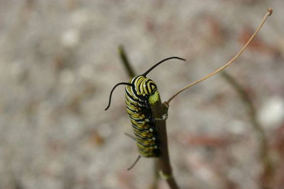 Monarch Caterpillar 5_10 (54)