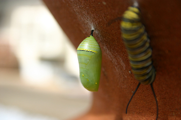 Monarch Caterpillar 5_10 (56)