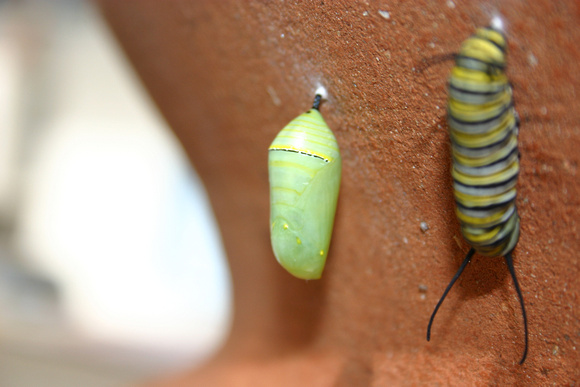 Monarch Caterpillar 5_10 (60)