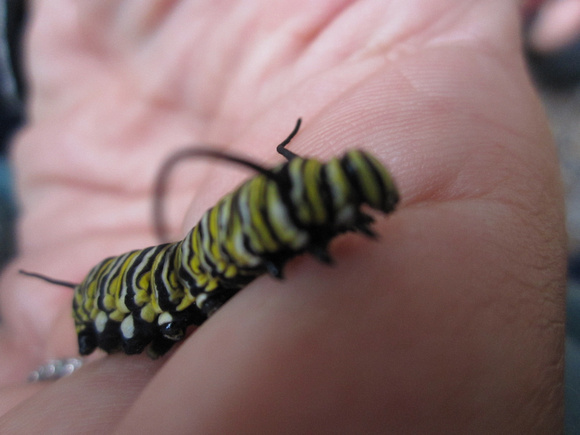 Monarch Caterpillar 5_10 (39)