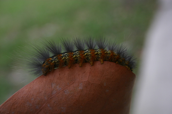 Caterpillar 4_10_10 (7)