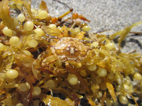 Sargassum Crab (6)