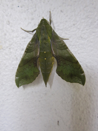 Moth 3_8_13 (1)