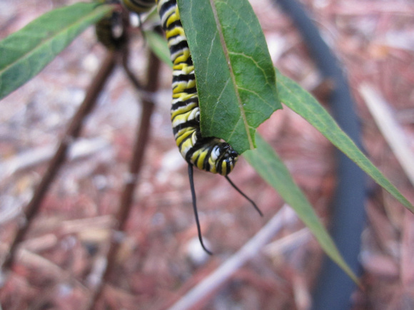 Monarch Caterpillar 5_10 (17)