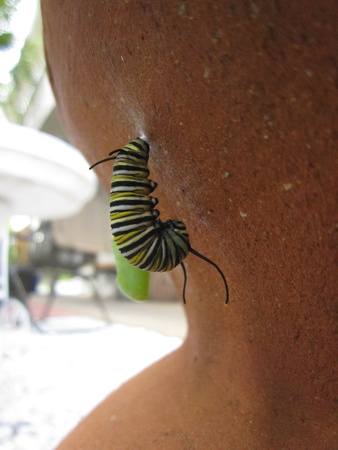 Monarch Caterpillar 5_10 (49)