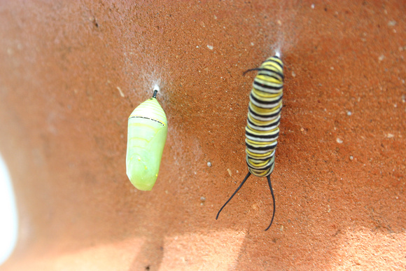 Monarch Caterpillar 5_10 (67)
