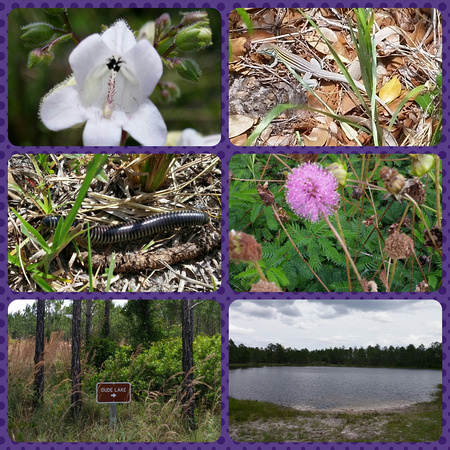 Hike at Little Manatee River St Pm 2015