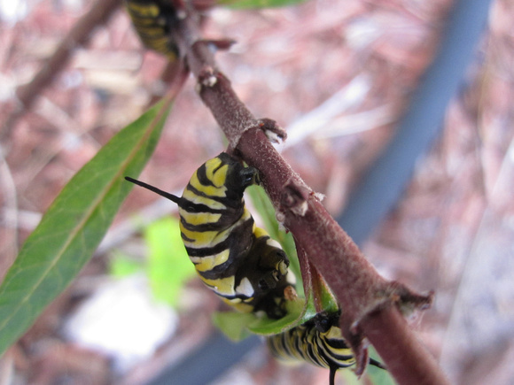 Monarch Caterpillar 5_10 (10)