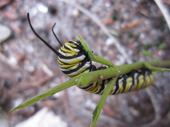 Monarch Caterpillar 5_10 (4)